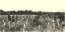 Document du fonds : Le 2ème cimetière, dit "de Saint-Laurent"