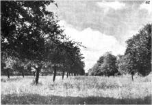 (details) Orchard where cannons were found (details)